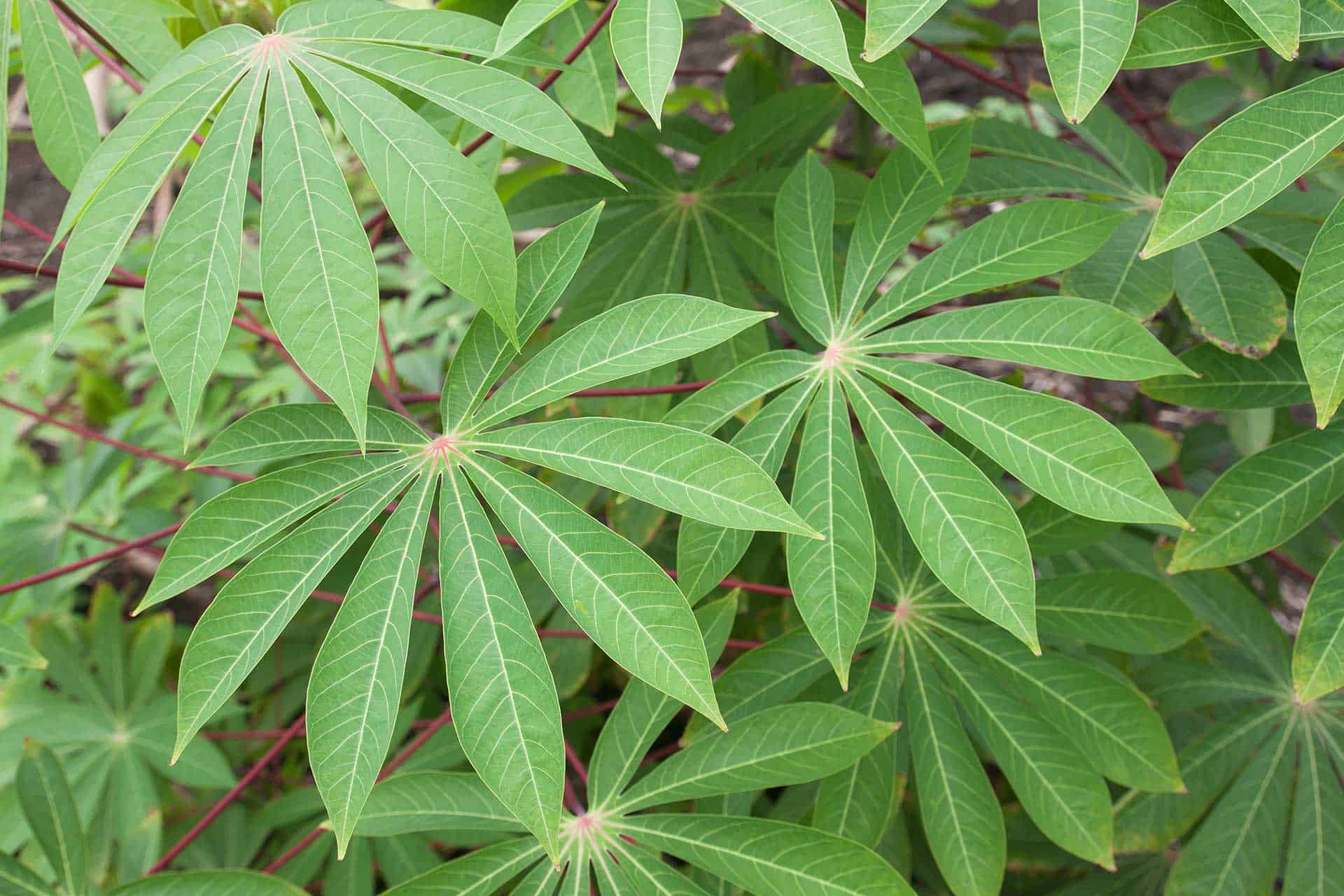 Featured image for “Ribeiro – Produtos da Terra”