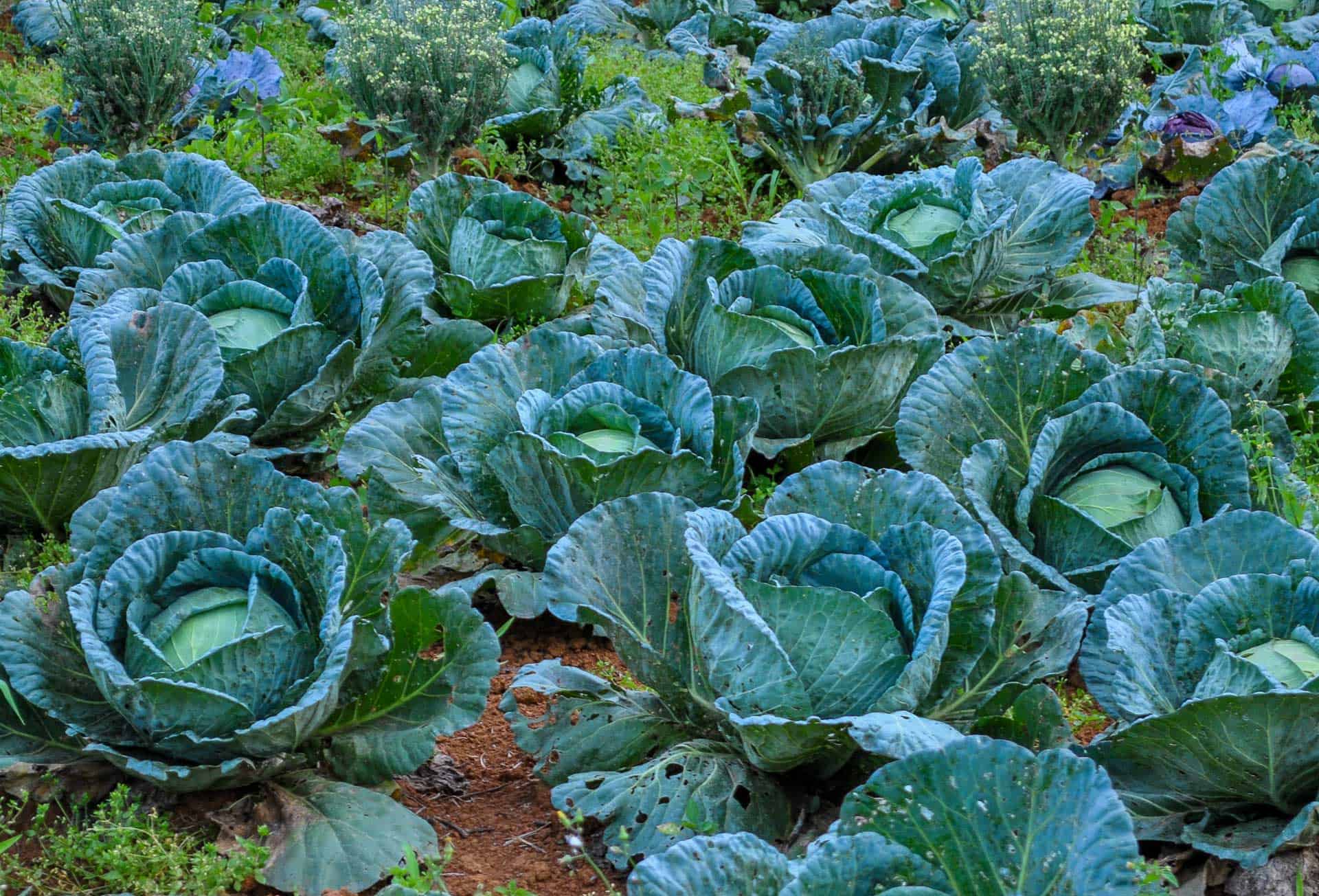 Featured image for “Verduras São Geraldo”